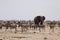Elephants and herds of zebra and antelope wait through the midday heat at the waterhole Etosha, Namibia
