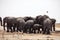 Elephants and herds of zebra and antelope wait through the midday heat at the waterhole Etosha, Namibia