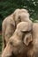 Elephants hugging