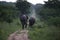 Elephants in Hwage National Park, Zimbabwe, Elephant, Tusks, Elephant`s Eye Lodge