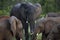 Elephants in Hwage National Park, Zimbabwe, Elephant, Tusks, Elephant`s Eye Lodge