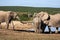 Elephants Interacting