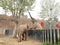 Elephants @ Jinan Wildlife World, Shandong China