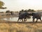 Elephants jousting in Etosha