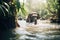 elephants in a jungle river