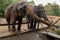 Elephants at Khao Kheo Zoo, National Park of Thailand