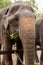 Elephants at Khao Kheo Zoo, National Park of Thailand