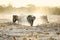 Elephants kick up dust on way to a water hole.