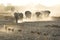 Elephants kick up dust on way to a water hole.