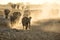 Elephants kick up dust on way to a water hole.