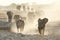 Elephants kick up dust on way to a water hole.