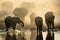 Elephants kick up dust on way to a water hole.