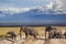 Elephants on Kilimajaro mount background.