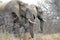 Elephants, Kruger National Park