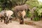 Elephants, Lake Manyara National Park