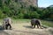 Elephants leaving mud bath at sanctuary