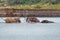 Elephants  Loxodonta Africana playing in the water, Pilanesberg National Park, South Africa.