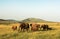 Elephants in Maasai Mara, Kenya