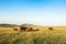 Elephants in Maasai Mara, Kenya