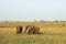 Elephants in Maasai Mara, Kenya