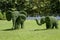 Elephants made from trimmed bushes