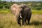 Elephants majestic presence captured in stunning natural surroundings