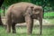 Elephants are mammals of the family Elephantidae and the largest existing land animals.