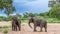 Elephants meet in a dry river bed in Africa