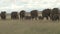 Elephants migrating in the plains of mara