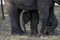 Elephants at at the Minneriya National Park, located in central Sri Lanka.