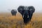 Elephants in Misty Tarangire: A Serene Savannah Symphony. Concept Wildlife Photography, African