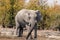 Elephants in moremi Game Reserve in Botswana in the okavango Delta