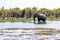 Elephants in moremi Game Reserve in Botswana in the okavango Delta