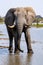 Elephants in moremi Game Reserve in Botswana in the okavango Delta