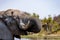 Elephants in moremi Game Reserve in Botswana in the okavango Delta