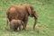 Elephants - Mother and baby