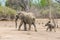 Elephants mother and child running