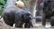 Elephants - Mother and Two baby elephants