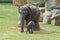 Elephants mother wtih calf