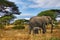 Elephants and Mount Kilimanjaro in Amboseli National Park