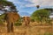 Elephants and Mount Kilimanjaro in Amboseli National Park