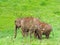 Elephants at Munnar in Kerala