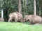 Elephants at Munnar in Kerala