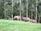 Elephants at Munnar in Kerala