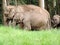 Elephants at Munnar in Kerala