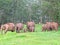 Elephants at Munnar in Kerala - Indian tourism