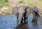 Elephants near the water of the chobe river in Botswana