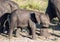 Elephants near the water of the chobe river in Botswana