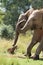 Elephants next to each other on the grass surrounded by trees