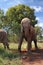 Elephants next to each other surrounded by grass and trees